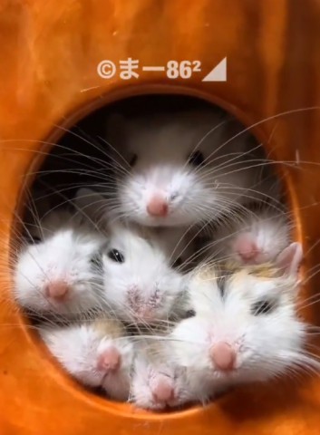 ハムスターさん専用　参考写真 1587628545533.jpg