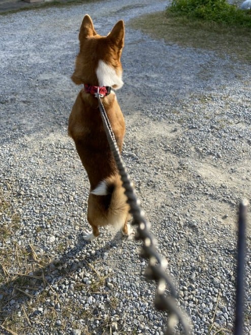 画像 写真 犬 生まれ変わった犬フォトギャラリー18枚目 Eltha エルザ