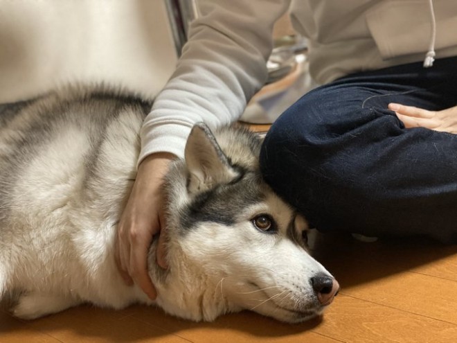 画像 写真 犬 飼い主さん 優しすぎて助かる 仔犬も赤ちゃんもあやすハスキー犬28枚目 Eltha エルザ