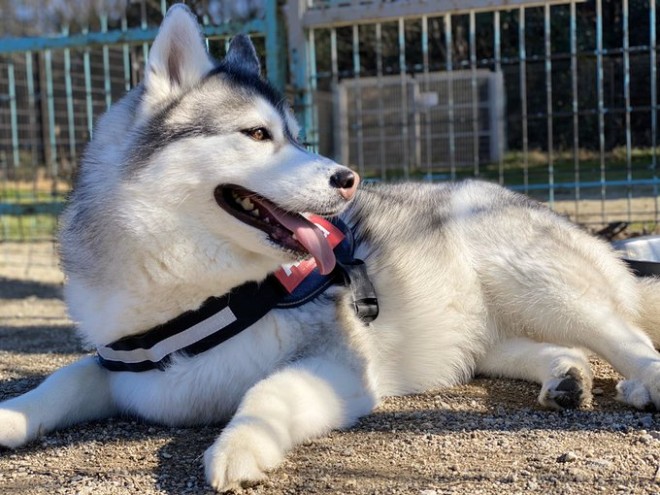 画像 写真 犬 飼い主さん 優しすぎて助かる 仔犬も赤ちゃんもあやすハスキー犬12枚目 Eltha エルザ