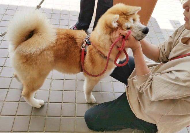 画像 写真 犬 秋田犬保存会94枚目 Eltha エルザ