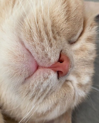 サムネイル 【猫】足ピーン、あおむけ、にゃんもないと、ぬいぐるみ抱き…寝姿まとめ