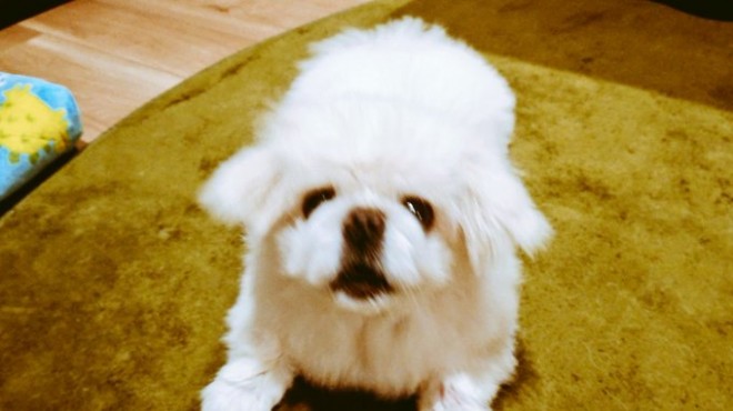 �z���C�e�B���ʂ�����̓���