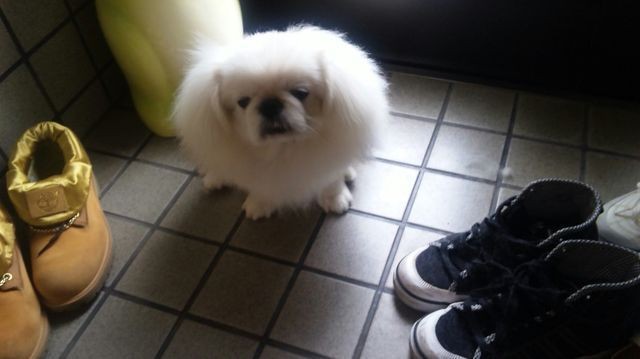 �z���C�e�B���ʂ�����̓���