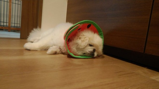 �z���C�e�B���ʂ�����̓���