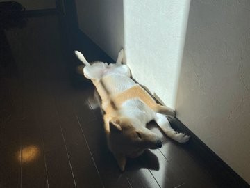 画像 写真 犬 お父さんが大好きすぎる 柴犬ゆきちゃん22枚目 Eltha エルザ