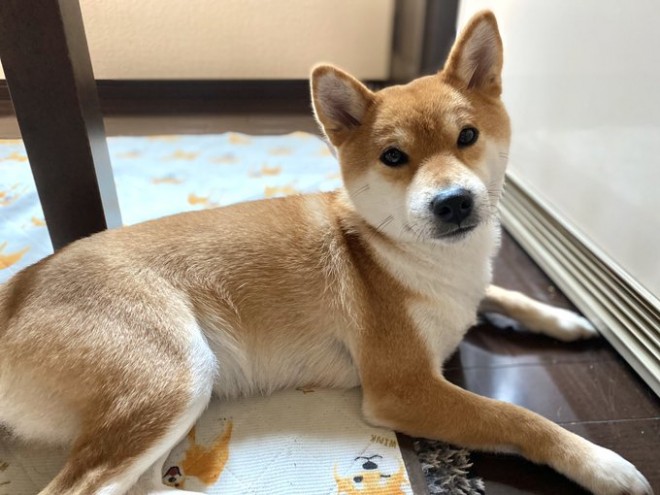 画像 写真 犬 お父さんが大好きすぎる 柴犬ゆきちゃん29枚目 Eltha エルザ