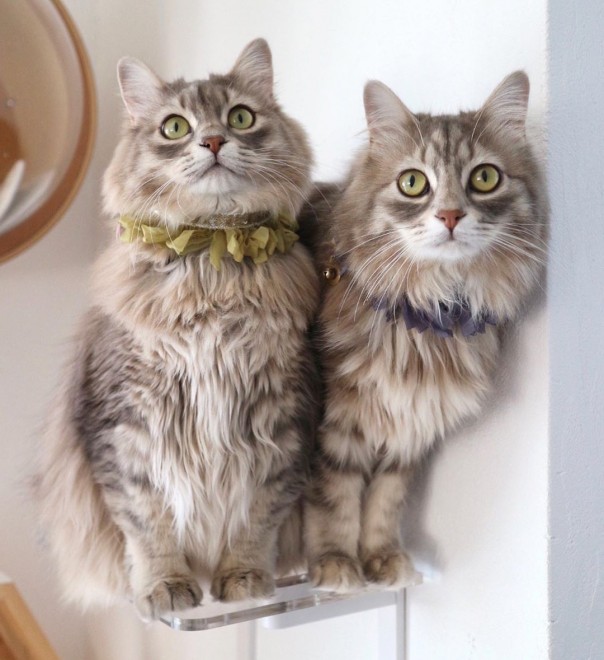 ���C�ƃT��