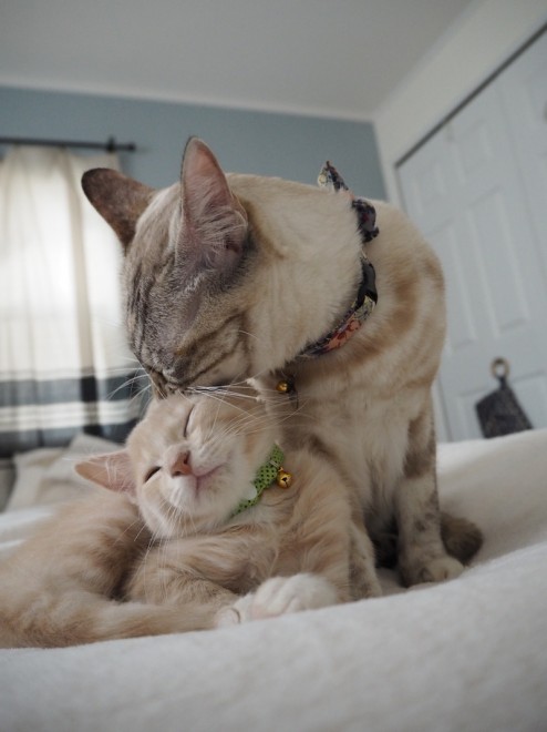 �\�i�ƃ~��