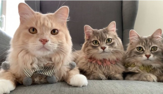 �~���A���C�A�T��