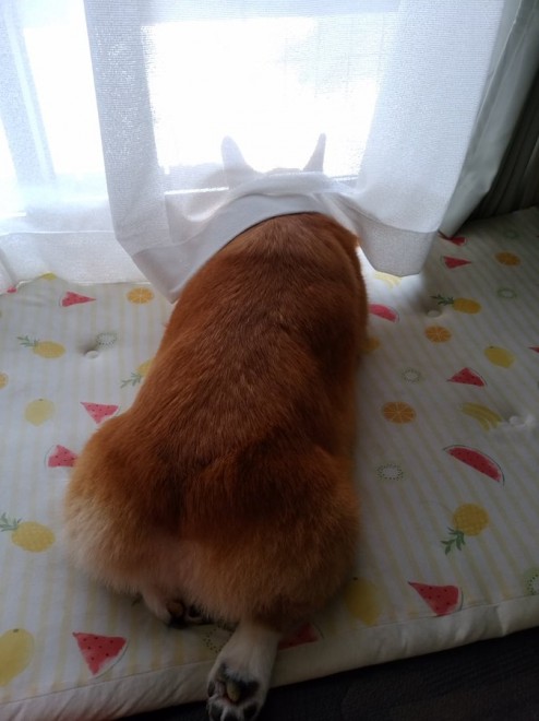 ����x�������Ă���R�[�����