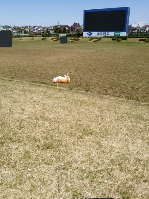 ���ꂩ�璍�˂ɍs�����Ƃ�m�炸�ɁA�т�[��Ƃ����܂��R�[�����