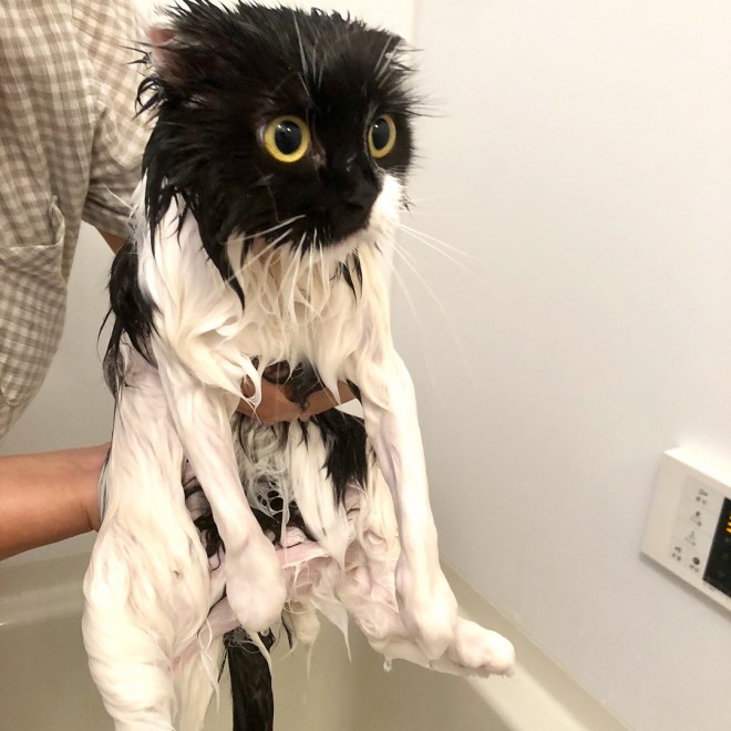 �V�����v�[���̂������