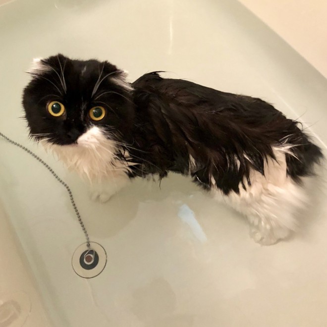 �V�����v�[���̂������