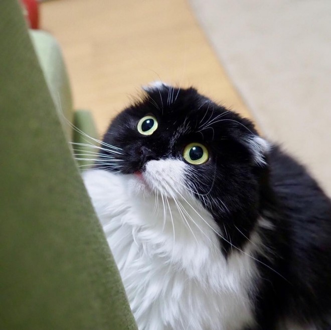 画像・写真 | 【猫】鉄仮面風のルックスでSNS人気の高かったすこんぶ