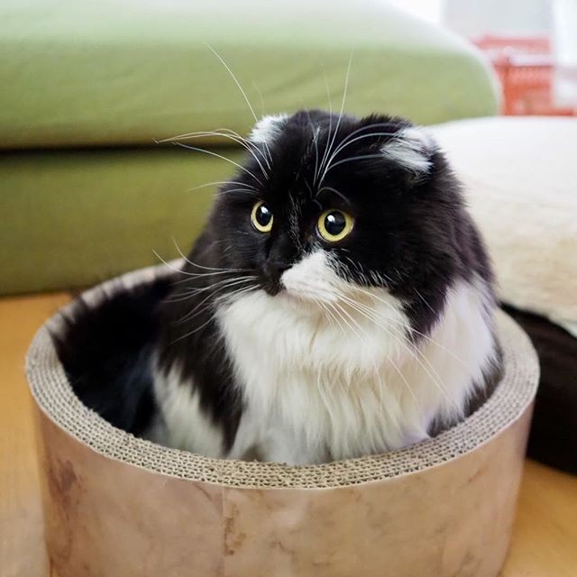 画像・写真 | 【猫】鉄仮面風のルックスでSNS人気の高かったすこんぶ