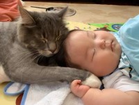 生まれた時から猫のエルモ・みみりんと一緒に生活してきた1歳の息子さん
