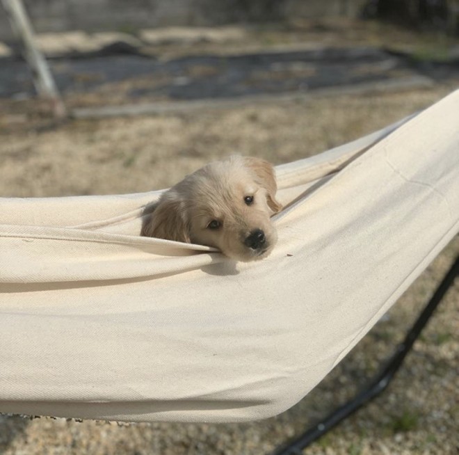 画像 写真 犬 おもちくん ぽてとくんフォトギャラリー16枚目 Eltha エルザ