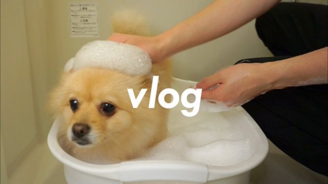 �V�����v�[���Ă��炤�|������