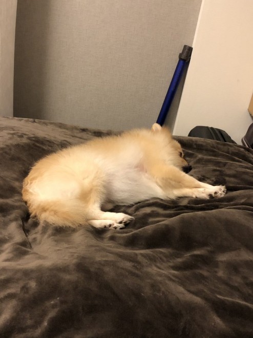 �����Ă���|������