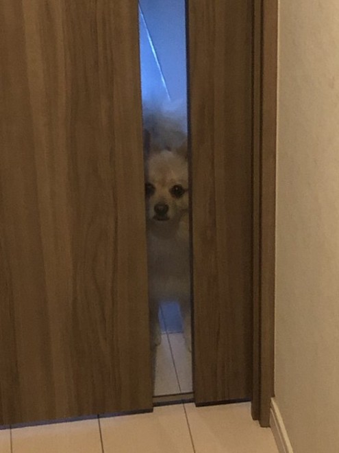 �h�A�̃K���X�z���Ɏ����傳���������|������