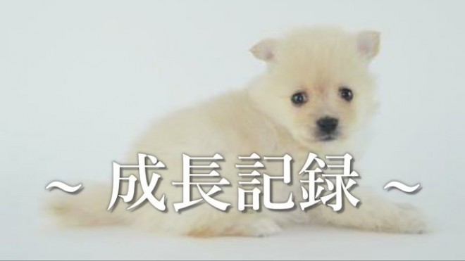 �e������̃|������