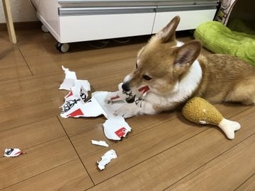 画像 写真 犬 ベルちゃんフォトギャラリー7枚目 Eltha エルザ