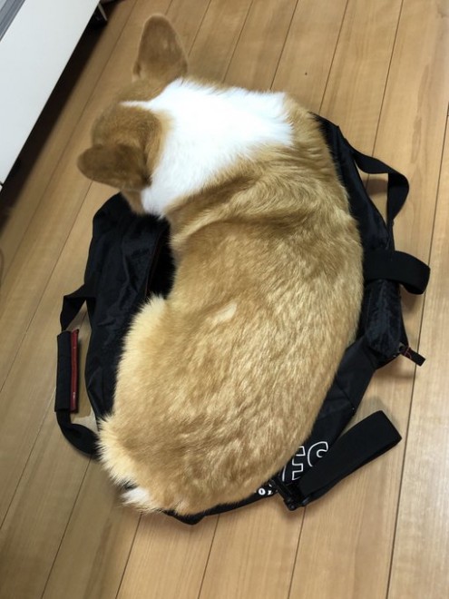 obN̂ȂɓAo|鎔傳j~x