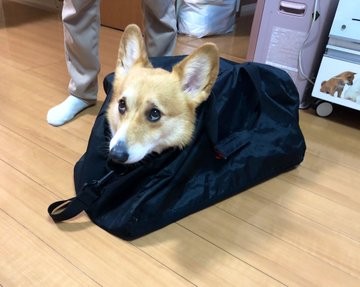 obN̂ȂɓAo|鎔傳j~x