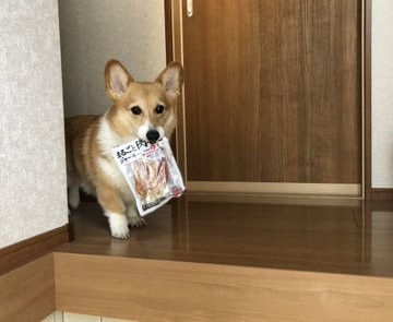 布団を自ら集めて籠城 飼い主さんに爪を切られたおじいちゃんパグの表情がせつなすぎる Eltha エルザ