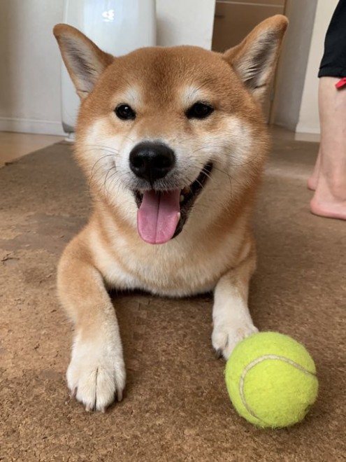 �{�[���V�тɗU����