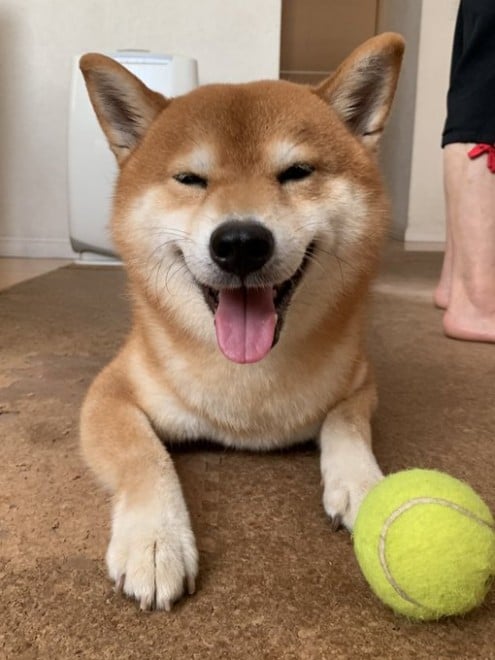 �{�[���V�тɗU����