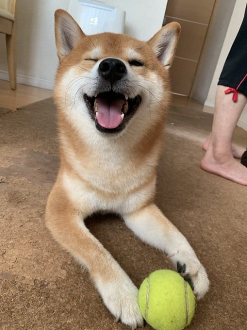 �{�[���V�тɗU����