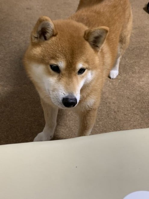 �݂��񂩂��c�Ǝv����