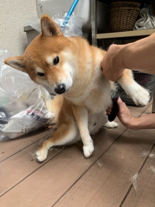 �i�����I�Ɂj�K�̖т܂łނ�����ꂽ��