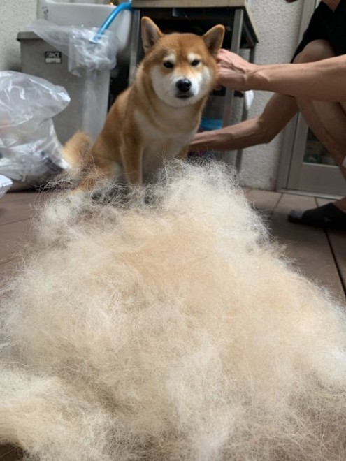 �i�����I�Ɂj�K�̖т܂łނ�����ꂽ��