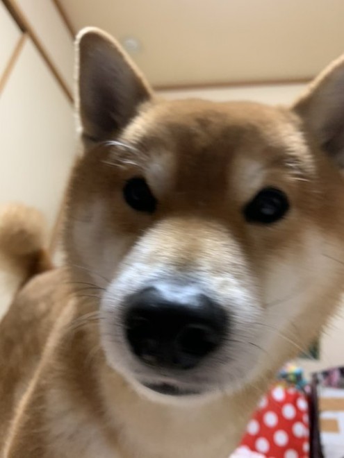 �L�c�߂̃X�g���b�`�����Ă���ꂵ��ł�Ǝv�����̂��A������̖������m�F���Ă���錢