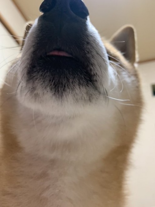 �L�c�߂̃X�g���b�`�����Ă���ꂵ��ł�Ǝv�����̂��A������̖������m�F���Ă���錢