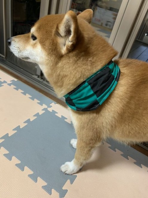 �g���}�[����ɃV�����v�[�����肢������Y���Y�ɂȂ��ċA���Ă�����