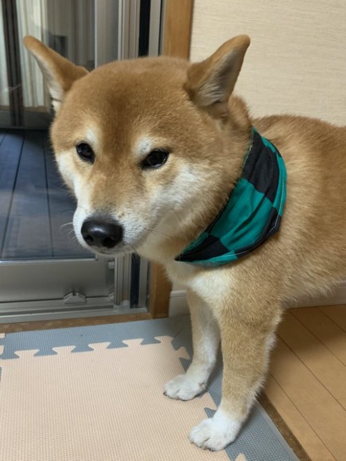 �g���}�[����ɃV�����v�[�����肢������Y���Y�ɂȂ��ċA���Ă�����