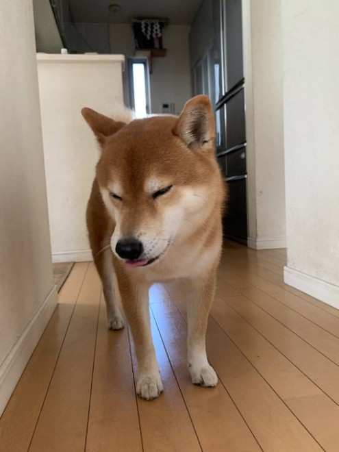 �Z�M��2�K�ŗV�т����핪�ƁA�S�R���C����Ȃ���