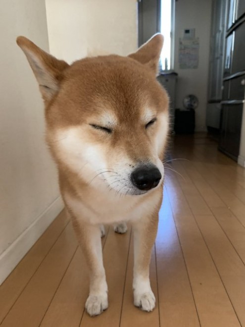 �Z�M��2�K�ŗV�т����핪�ƁA�S�R���C����Ȃ���