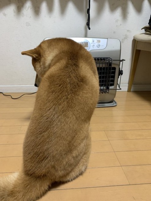 �����傳�񂪃X�g�[�u�������u�ԁA�삯��邱���낤����