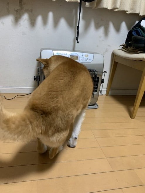 �����傳�񂪃X�g�[�u�������u�ԁA�삯��邱���낤����