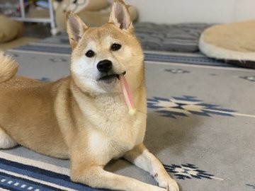 画像 写真 犬 禰豆子になった仔犬とそれを見守る 柴犬姐さん の尊い関係性17枚目 Eltha エルザ