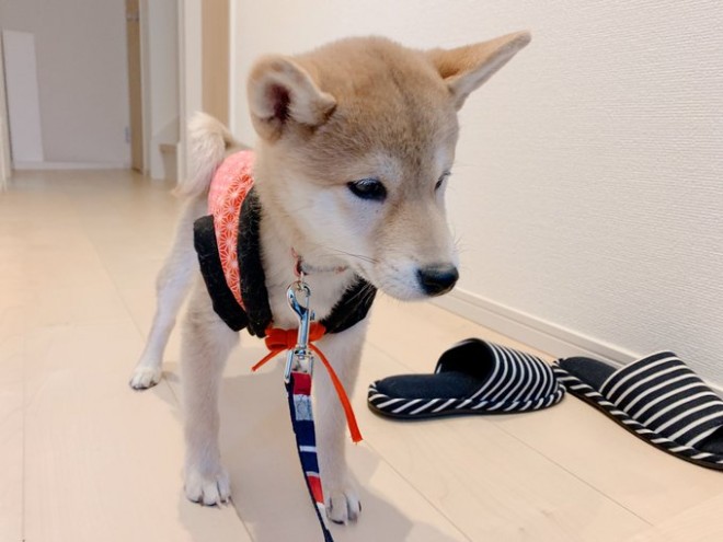 画像 写真 犬 禰豆子になった仔犬とそれを見守る 柴犬姐さん の尊い関係性24枚目 Eltha エルザ