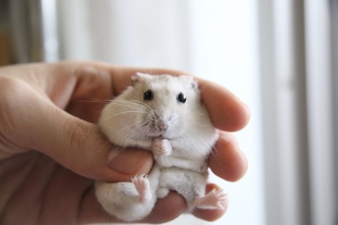 画像・写真 | 【ハムスター】もち太くんとぽん子ちゃんの「きゅんです