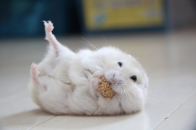 画像・写真 | 【ハムスター】もち太くんとぽん子ちゃんの「きゅんです