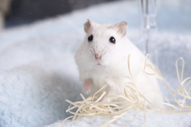 画像・写真 | 【ハムスター】もち太くんとぽん子ちゃんの「きゅんです