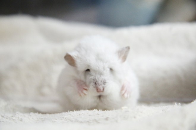 画像・写真 | 【ハムスター】もち太くんとぽん子ちゃんの「きゅんです